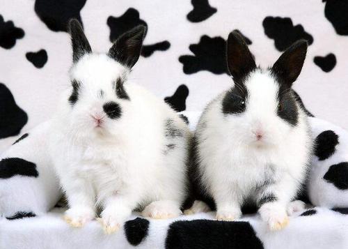 英国斑点兔价钱 英国斑点兔市场价