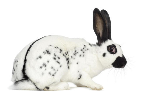 英国斑点兔寿命为多少年 英国斑点兔兔的寿命