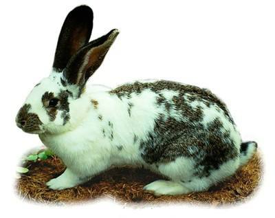 英国斑点兔和花巨兔的区别