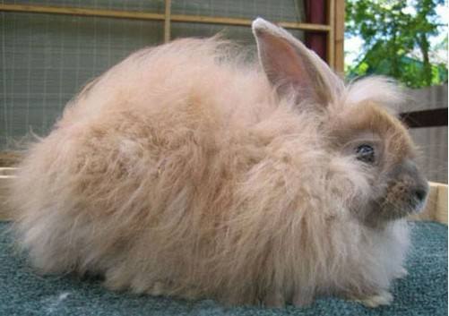 法国安哥拉兔价格 法国安哥拉兔价格多少