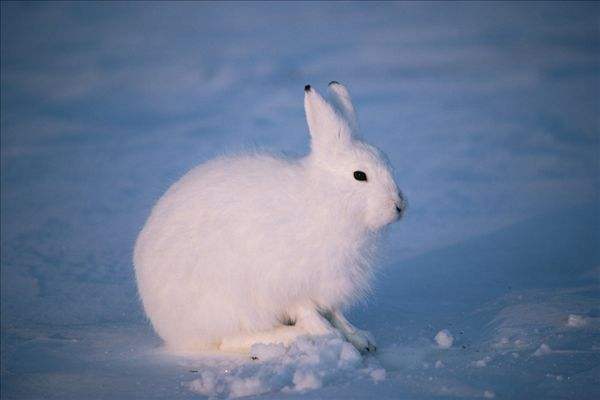 北极兔多少钱一只
