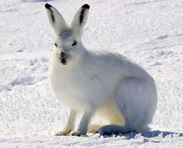 北极兔吃什么 北极兔吃什么为食