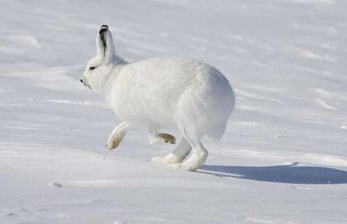北极兔温顺吗 北极兔性格温顺吗