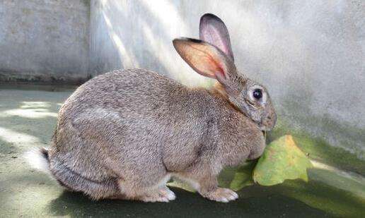 标准金吉拉兔一年能长多少斤