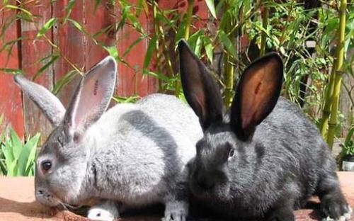 标准金吉拉兔的寿命 标准金吉拉兔寿命多长