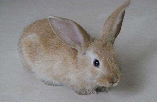 金吉拉侏儒兔只能吃兔粮吗