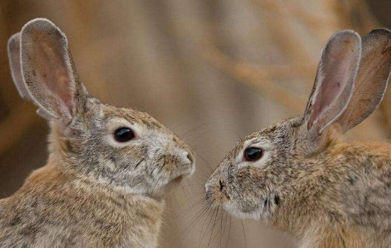 沙漠棉尾兔吃什么