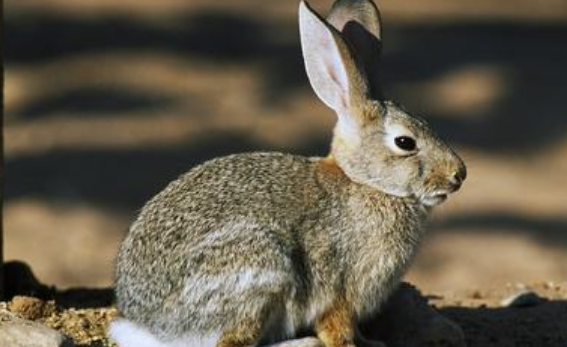 沙漠棉兔饲养方法 沙漠棉尾兔饲养方法