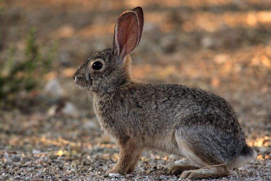 沙漠棉尾兔是野生动物吗