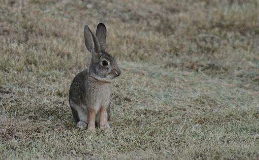 沙漠棉兔属于巨兔吗