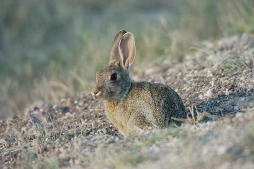 沙漠棉兔吃什么