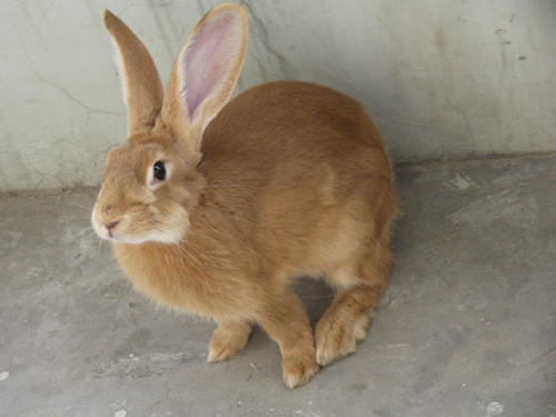 太行山兔几个月性成熟