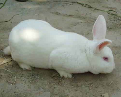 哈尔滨大白兔繁殖