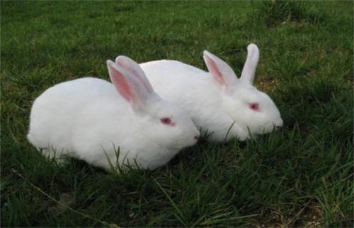 哈白兔和新西兰兔区别