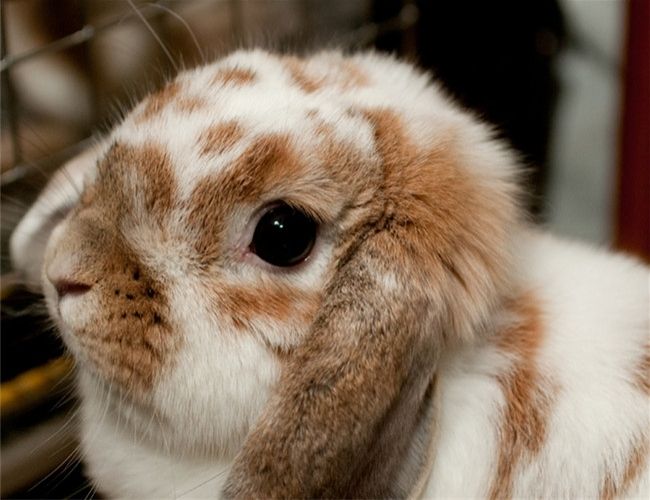 宾尼垂耳兔种类