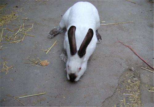 伊拉兔和加利福尼亚兔的区别 伊拉兔与加利福尼亚兔哪个好