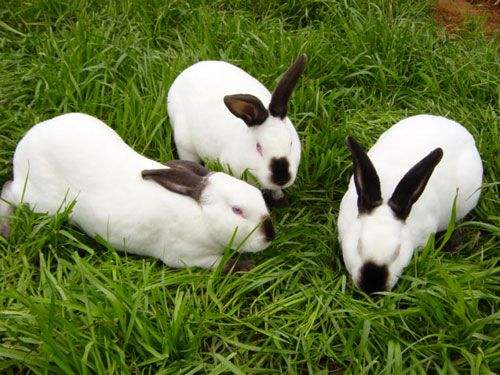 加利福尼亚兔最大有多少斤 加利福尼亚兔能长多重