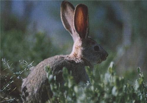 塔里木兔是保护动物吗 塔里木兔是国家保护动物吗