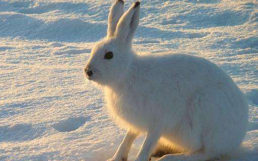 塔里木兔是几级保护动物 塔里木兔属于几级保护动物