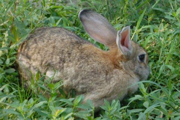 灰尾兔的寿命 灰尾兔的寿命多长