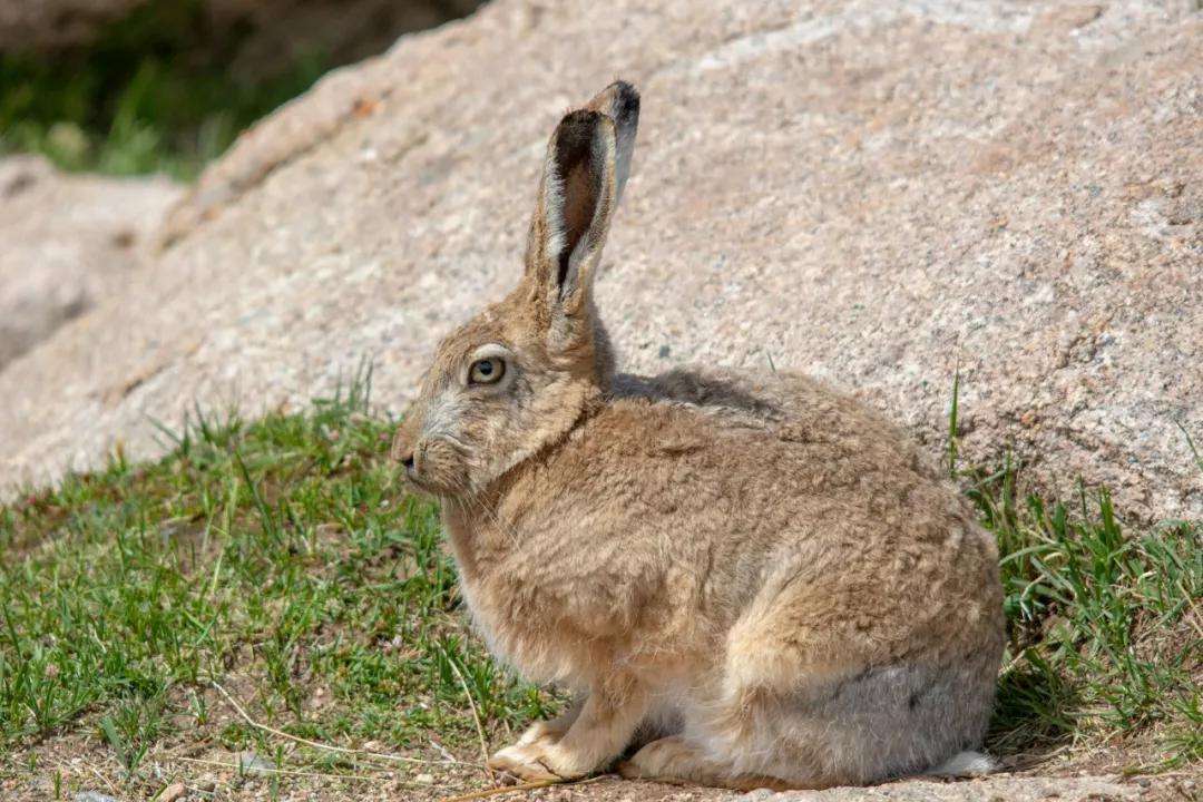 灰尾兔的价格 灰尾兔的价格多少