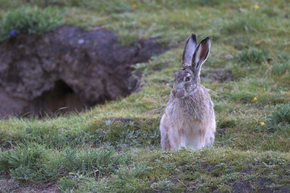 灰尾兔吃什么 灰尾兔吃什么为食