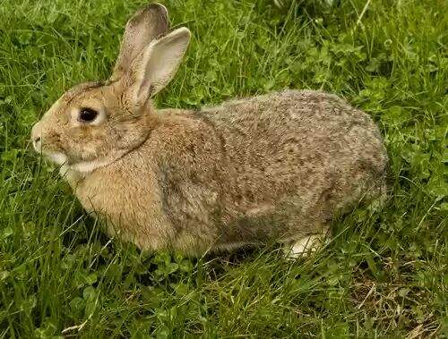 比利时兔能长多大
