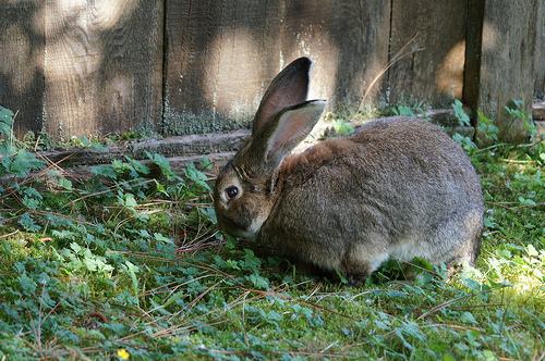 灰栗兔多少钱 灰栗兔多少钱一只