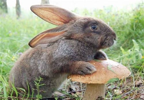 灰栗兔的寿命 灰栗兔的寿命多长