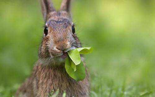 灰栗兔吃什么 灰栗兔吃什么为食