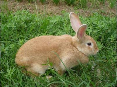 豫丰黄兔有多长寿命 豫丰黄兔的寿命多长