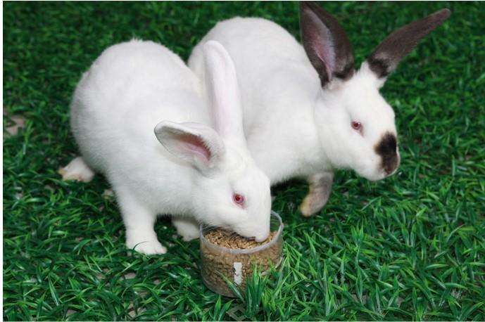 獭兔吃什么食物 獭兔爱吃什么