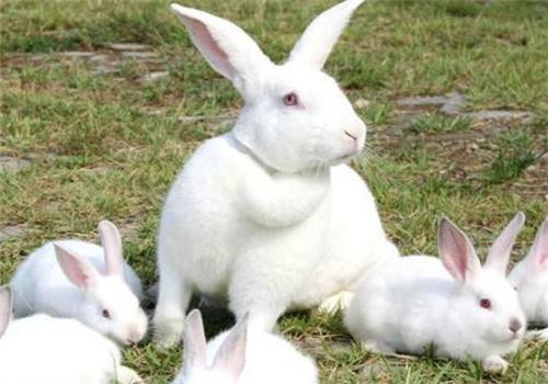 新西兰兔饲养 新西兰兔如何饲养