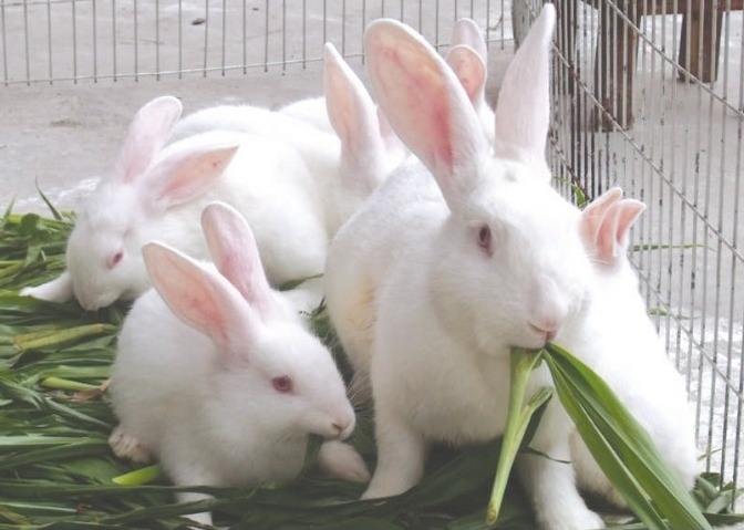 新西兰兔寿命 新西兰兔寿命多长