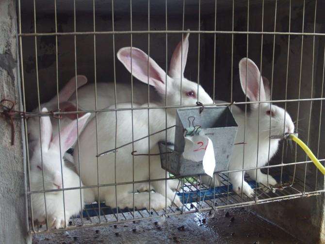新西兰兔繁殖特点 新西兰兔的繁殖特点