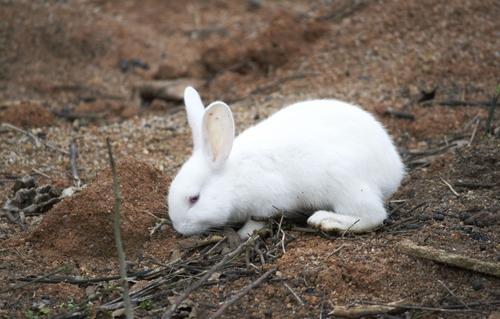 新西兰兔能长多大