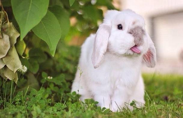 侏儒垂耳兔吃什么