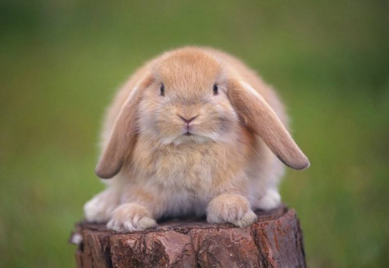 英国迷你垂耳兔能吃青菜吗