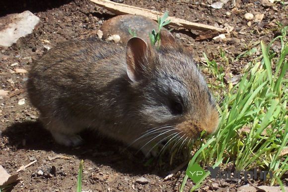 达乌尔鼠兔和草兔的区别
