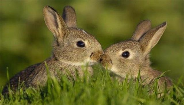 中国野兔寿命 中国野兔寿命多长