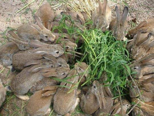 中国野兔饲养