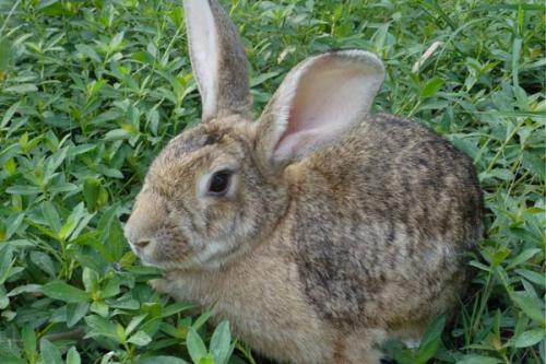 野兔在中国是国家保护动物吗