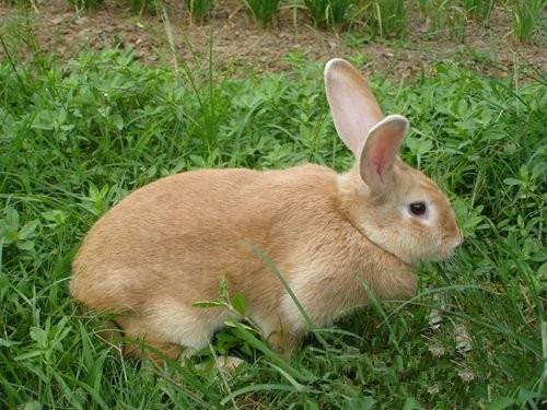 虎皮黄兔是什么品种