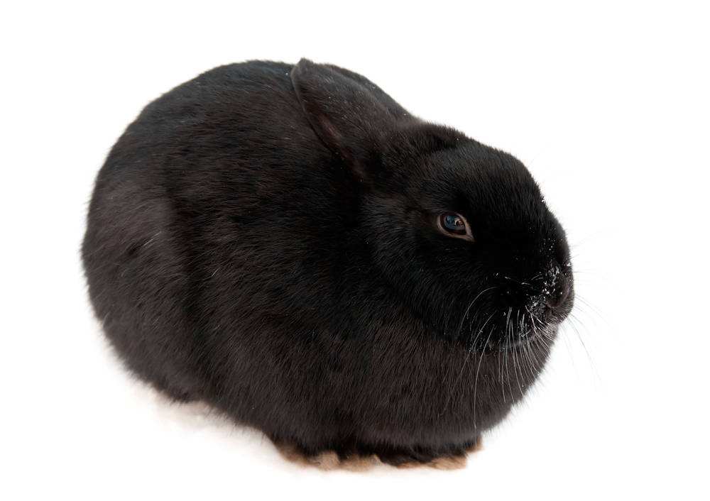 黑色獭兔品种