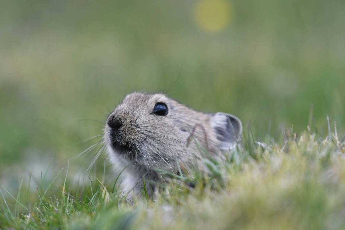 高原鼠兔自然寿命