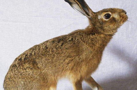 粗毛兔是保护动物么 粗毛兔是不是保护动物
