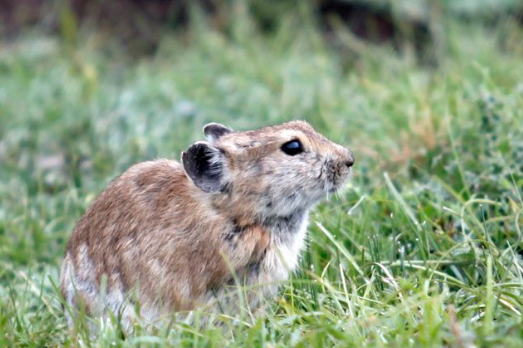 藏鼠兔是保护动物吗 藏鼠兔是不是保护动物