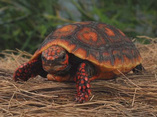 红腿陆龟最低可承受温度
