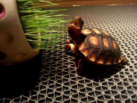 红腿陆龟需要天天晒太阳吗