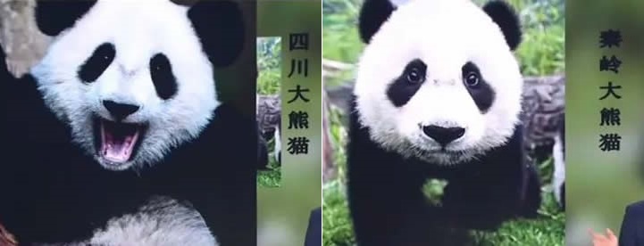 大熊猫有两种 大熊猫有几种亚种